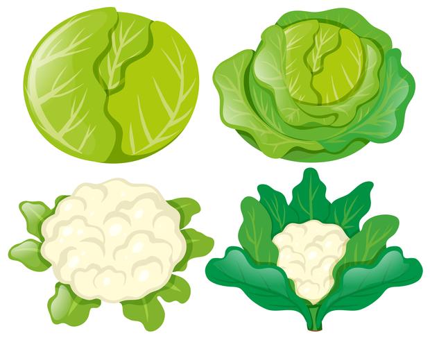 Cabbages and cauliflowers on white vector