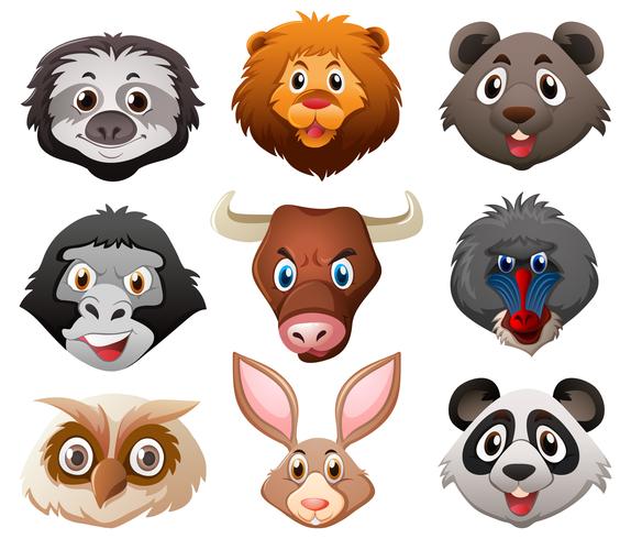 Faces of wild animals vector