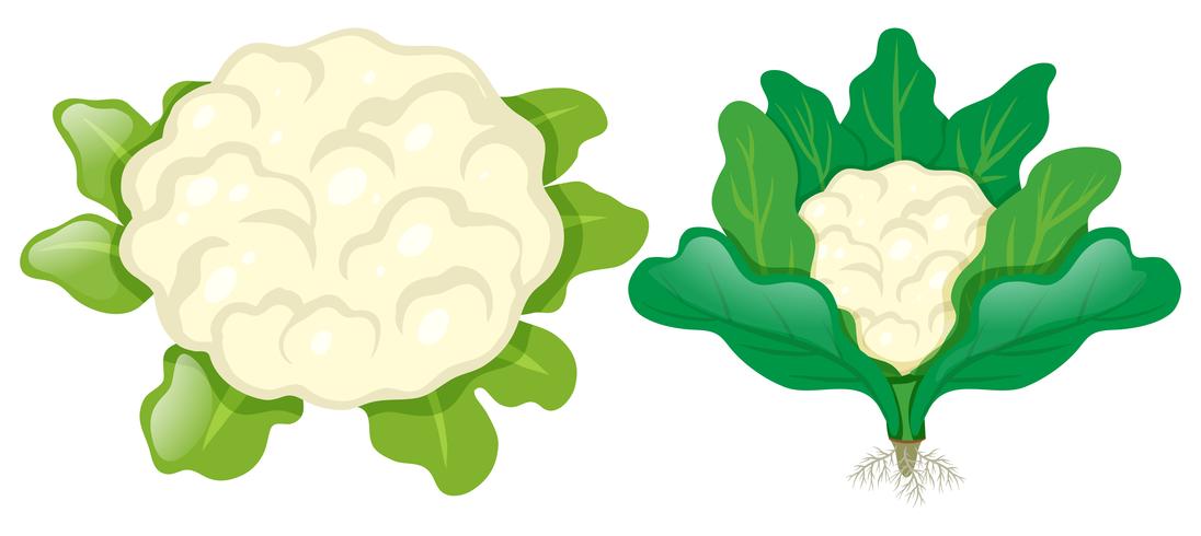 Cauliflower heads with leaves vector