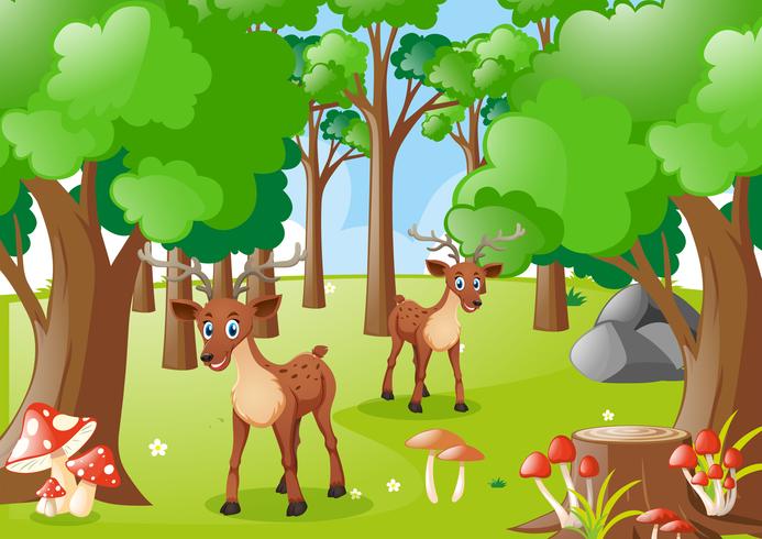 Two deers in the forest vector