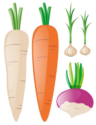 Carrots and garlic on white background vector