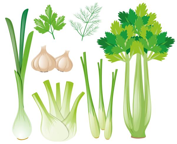 Diferentes tipos de vegetales. vector