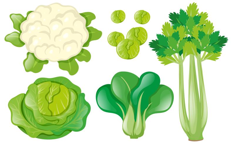 Different types of vegetables vector