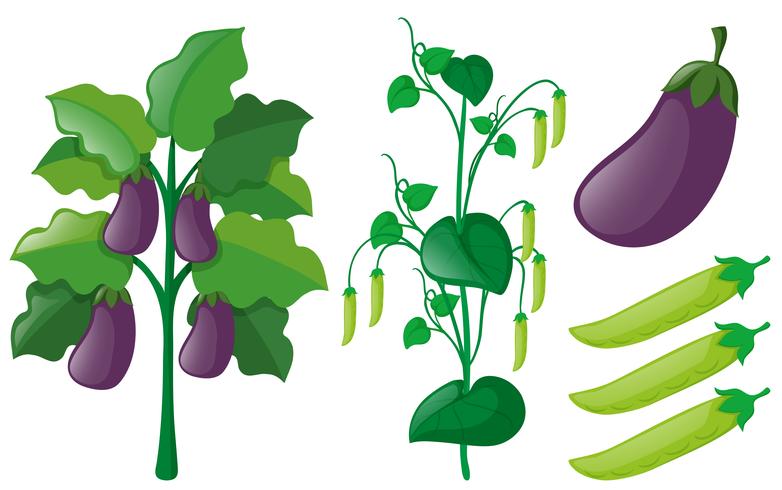 Eggplant and greenpea trees on white background vector