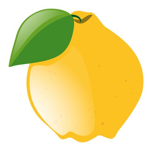 Fresh lemon with green leaf vector