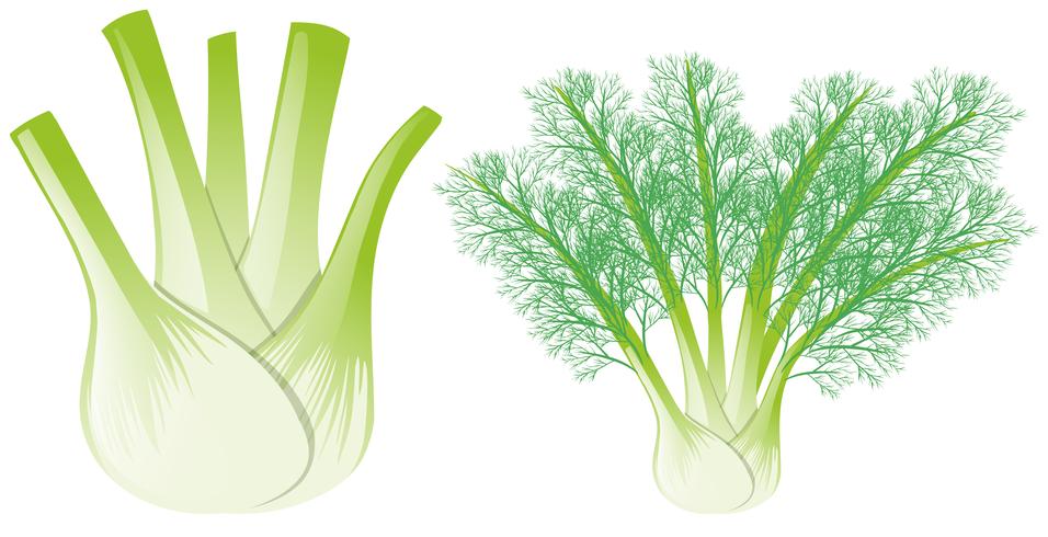 Fennel head and leaves vector