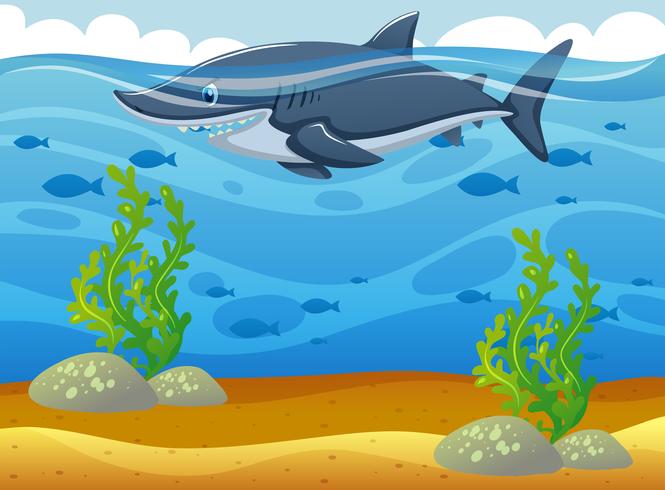 Wild shark swimming under the ocean vector