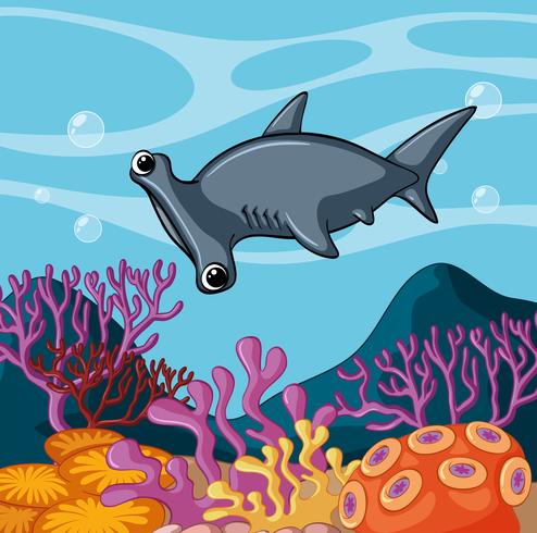 Hammerhead shark swimming under the ocean vector