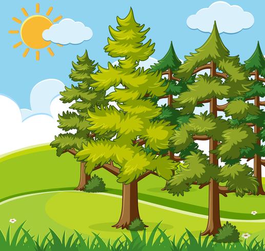 Background scene with pine trees on the field vector