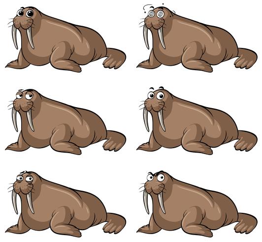 Walrus with different facial expressions vector