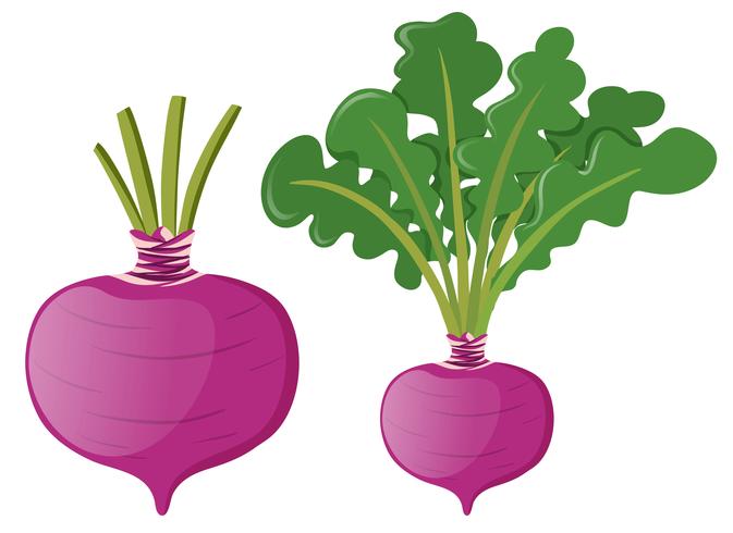 Radish with green leaves vector