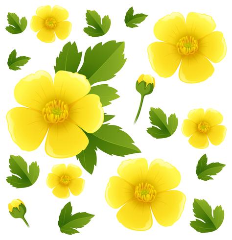 Seamless background with yellow buttercup flowers vector