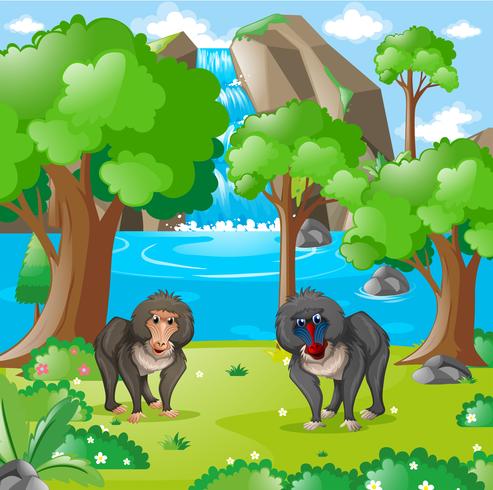 Baboons living in the wilderness vector