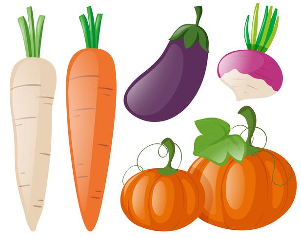 Diferentes tipos de vegetales frescos. vector