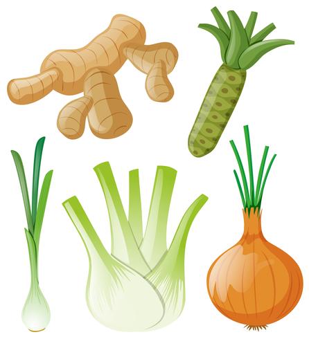 Different types of root vegetables on white vector