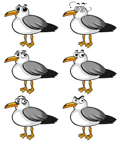 Aves paloma con diferentes expresiones faciales. vector