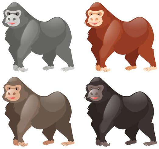 Gorillas in different colors vector