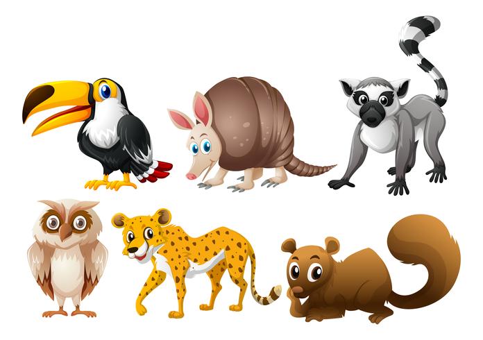 Different types of wild animals