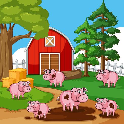 Pigs in muddy puddles on the farm vector