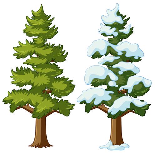 Pine tree in two seasons vector