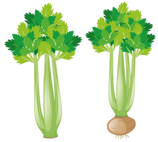Celery plant on white background vector