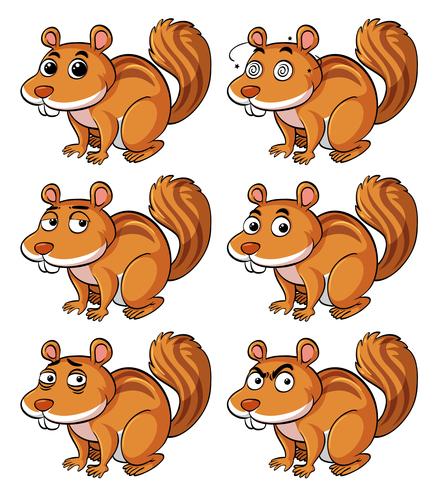 Brown squirrel with different facial expressions vector