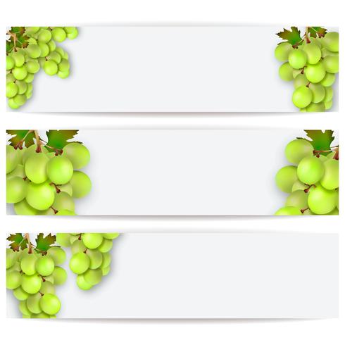 Cards or labels with realistic grapes. Vector illustration