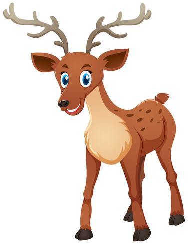 Cute deer standing on white background vector