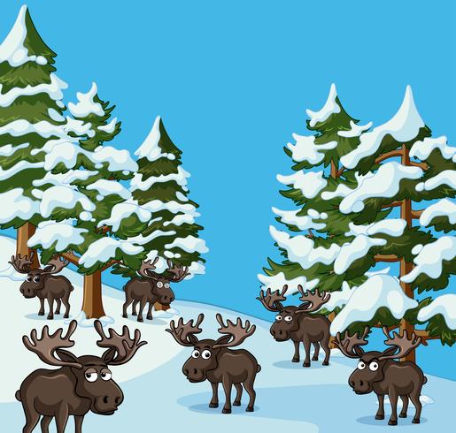 Muchos mooses en la montaña de nieve vector