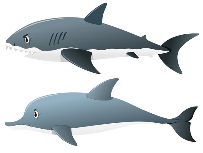 Tiburón gris y delfín vector