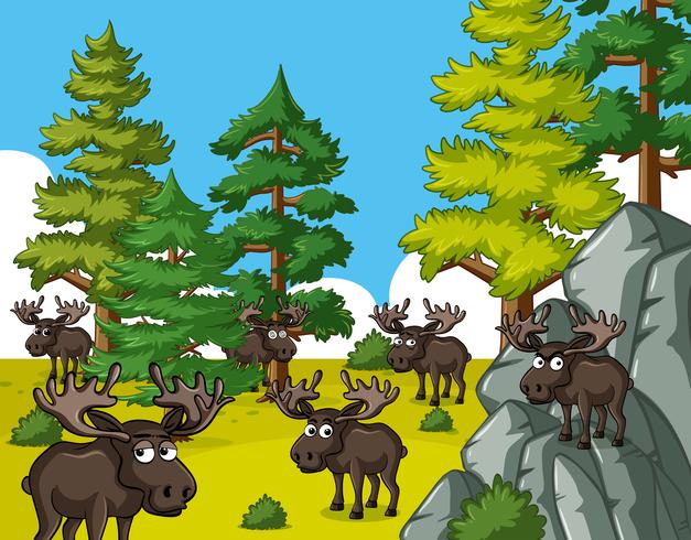 Mooses living in forest vector