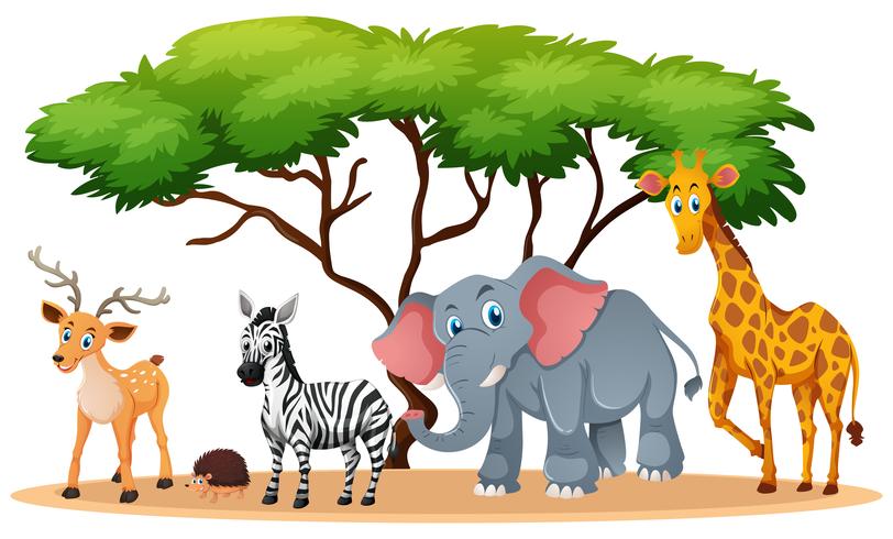 Animals in savanna field vector