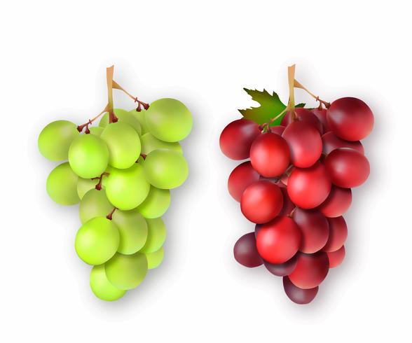 3d realistas racimos de uvas. Ilustración vectorial vector