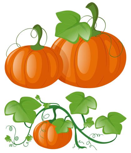 Pumpkins on green vine vector