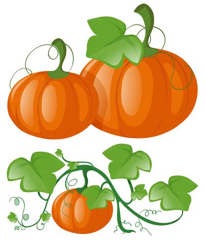 Calabazas en vid verde vector