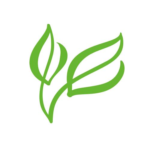 Logo of green leaf of tea. Ecology nature element vector icon garden. Eco vegan bio calligraphy hand drawn illustration