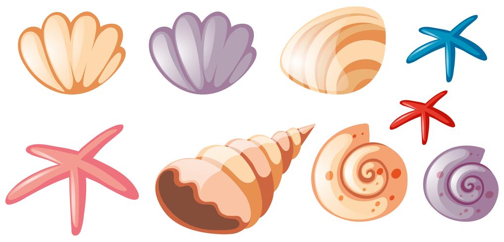 Different types of seashells vector