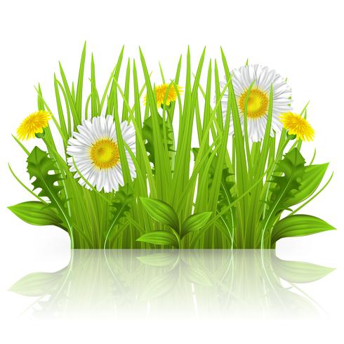 Daisies, dandelions, and grass on a white background. Realistic vector greens