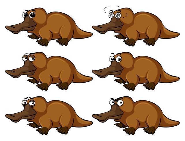 Platypus con diferentes expresiones faciales. vector