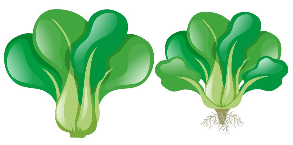 Green spinach on white background vector