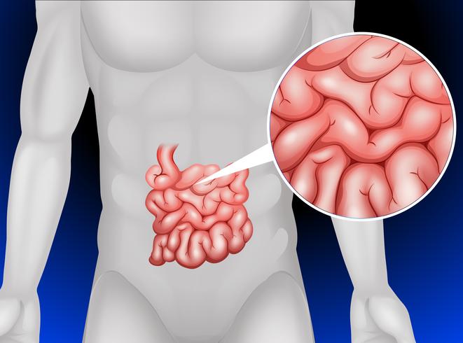 Small intestine in detail vector