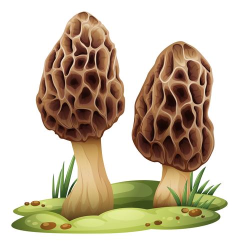 Morchella vector