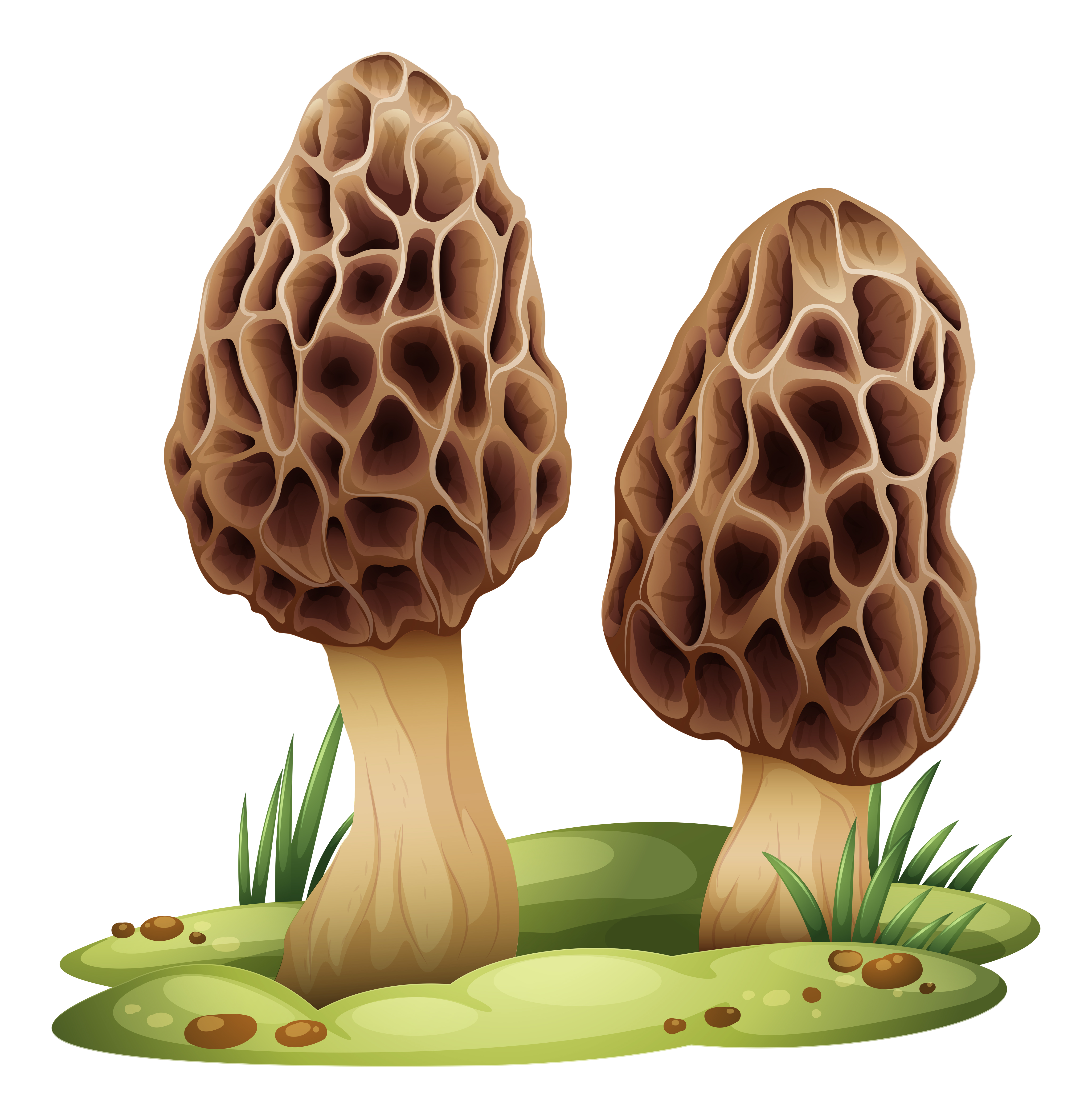 Morel Vector Art, Icons, and Graphics for Free Download