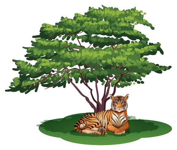 Un tigre bajo el arbol vector