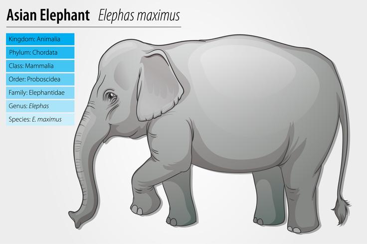 Elefante asiático vector