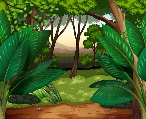 Forest scene with lots of trees vector