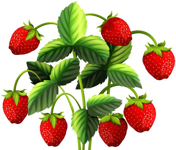 Planta de fresa con fresas rojas. vector