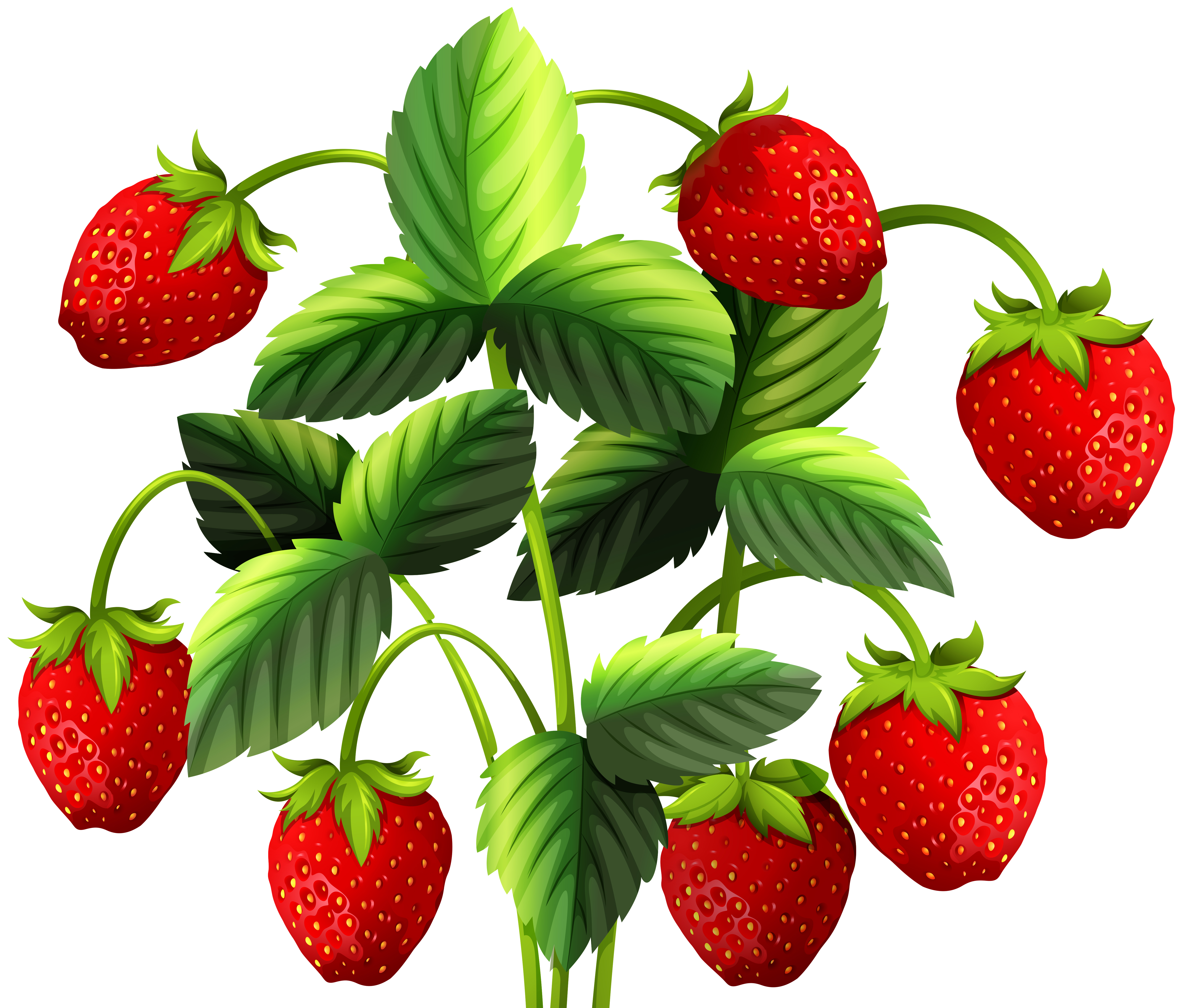 Strawberry plant with red strawberries 371712 Vector Art at Vecteezy