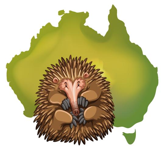 Mapa de Echidna y Australia vector