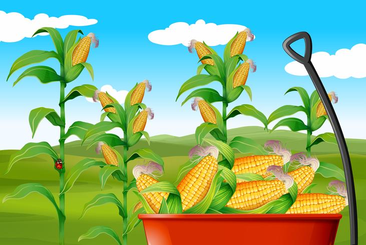 Corn field and corn in wagon vector